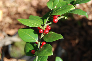 Sarcococca ruscifolia chinensis