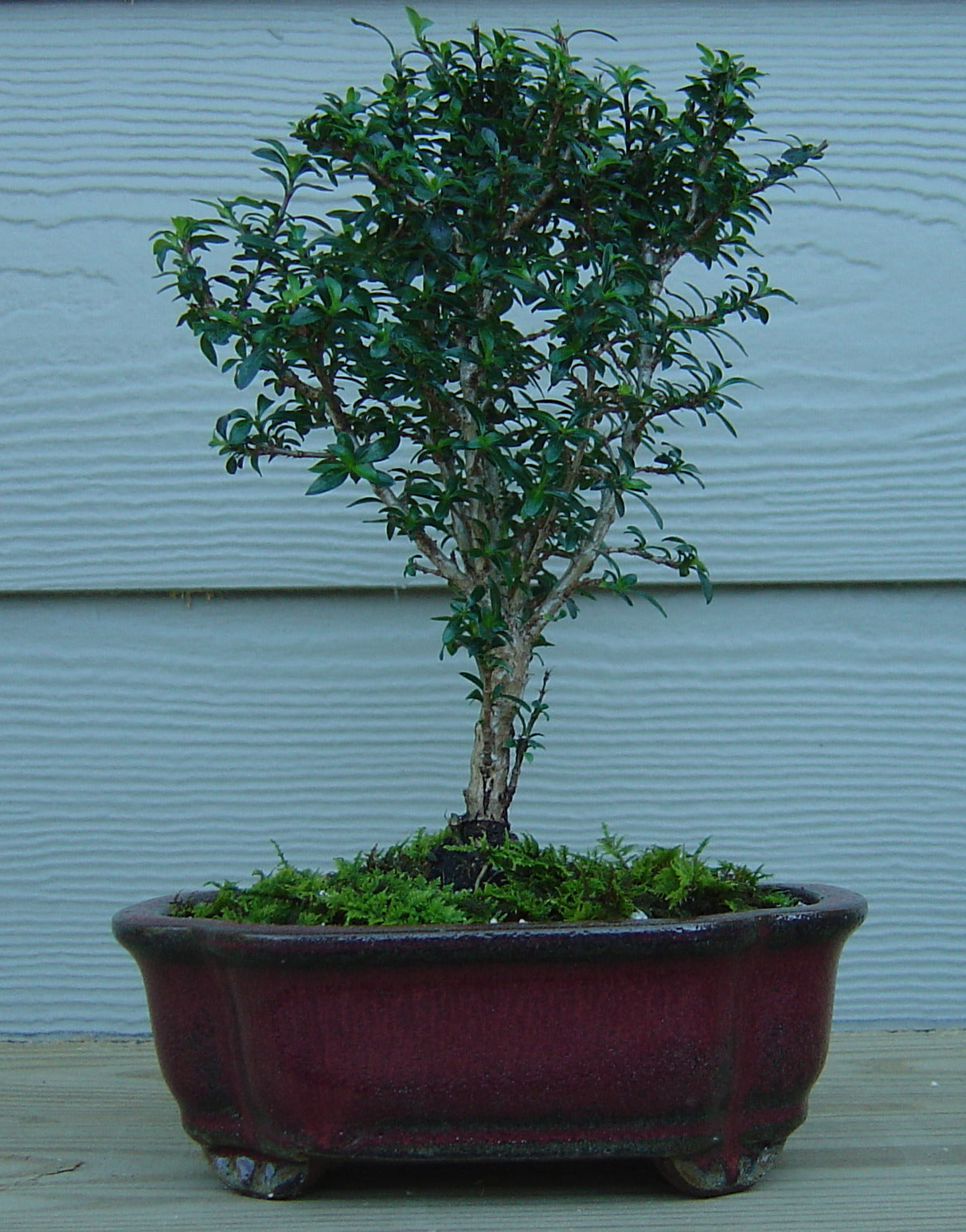 serissa foetida bonsai tree Serissa japonica 'Minutissima' – Nurseries Caroliniana