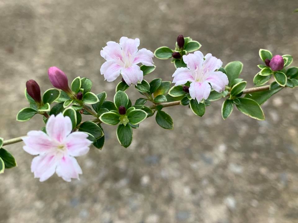 Serissa japonica ‘Cherry Blossom’