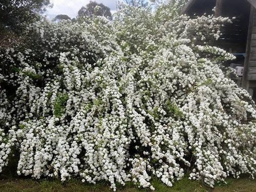 Spiraea cantoniensis 'Flore Pleno' ('Lanceata')