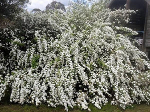 Spiraea cantoniensis 'Flore Pleno' ('Lanceata')