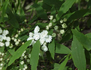 Spiraea cantoniensis 'Flore Pleno' ('Lanceata')