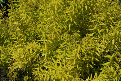 Spiraea thunbergii 'Ogon'