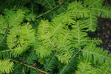 Taxus baccata 'Aureomarginatus'