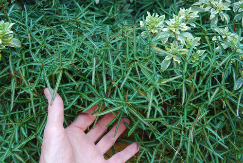 Trachelospermum asiaticum 'Theta'