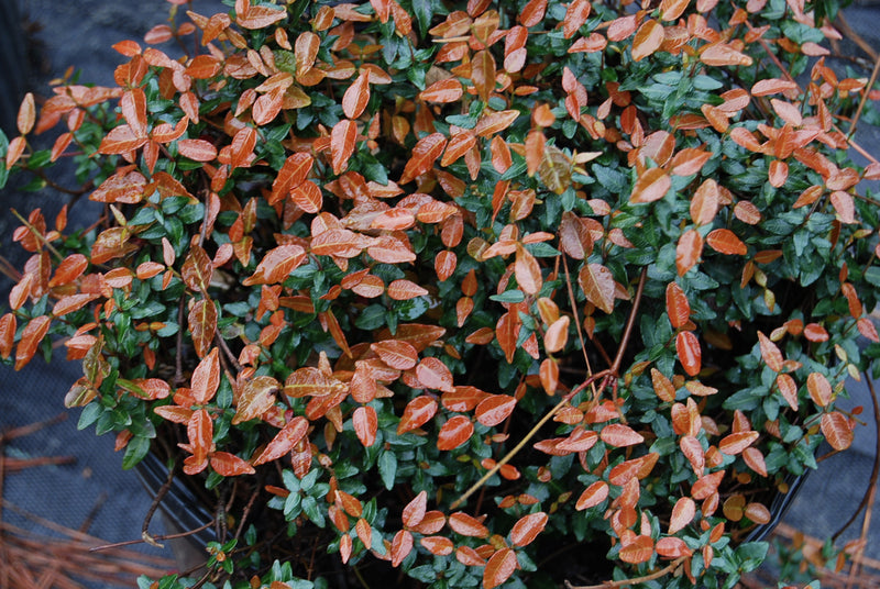 Trachelospermum asiaticum 'Bonsai' – Nurseries Caroliniana