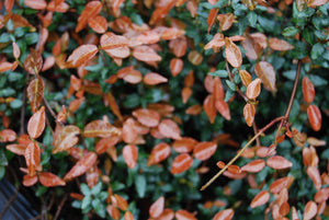 Trachelospermum asiaticum 'Bonsai'
