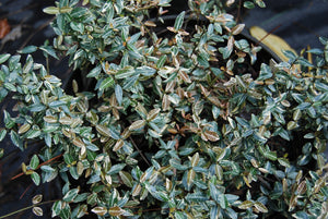 Trachelospermum asiaticum 'Chirimen'