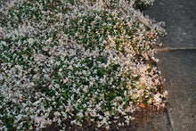Trachelospermum asiaticum 'Summer Frost'