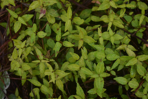 Trachelospermum asiaticum 'Minigold'™