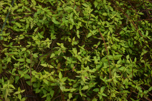 Trachelospermum asiaticum 'Minigold'™