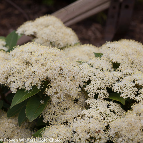 Viburnum cassinoides 'SMNVCDD' PP27549' / Proven Winner® Color Choice® LIL' DITTY®