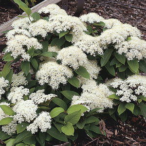 Viburnum cassinoides 'SMNVCDD' PP27549' / Proven Winner® Color Choice® LIL' DITTY®