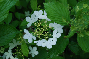 Viburnum plicatum tomentosum 'Summer Snowflake'