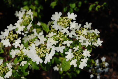 Viburnum plicatum tomentosum 'Watanabe'