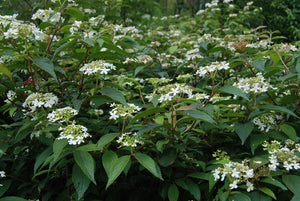 Viburnum plicatum tomentosum 'Watanabe'