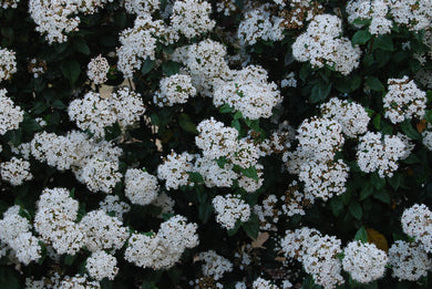 Viburnum tinus ‘Spirit’