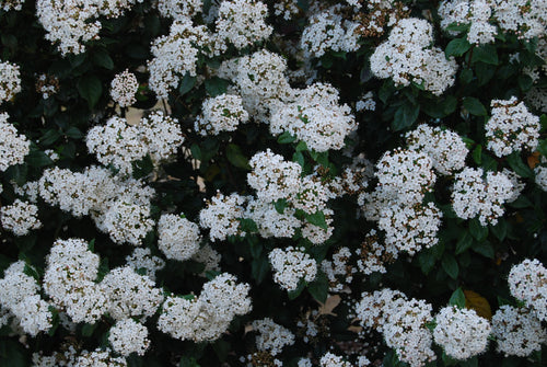 Viburnum tinus ‘Spirit’