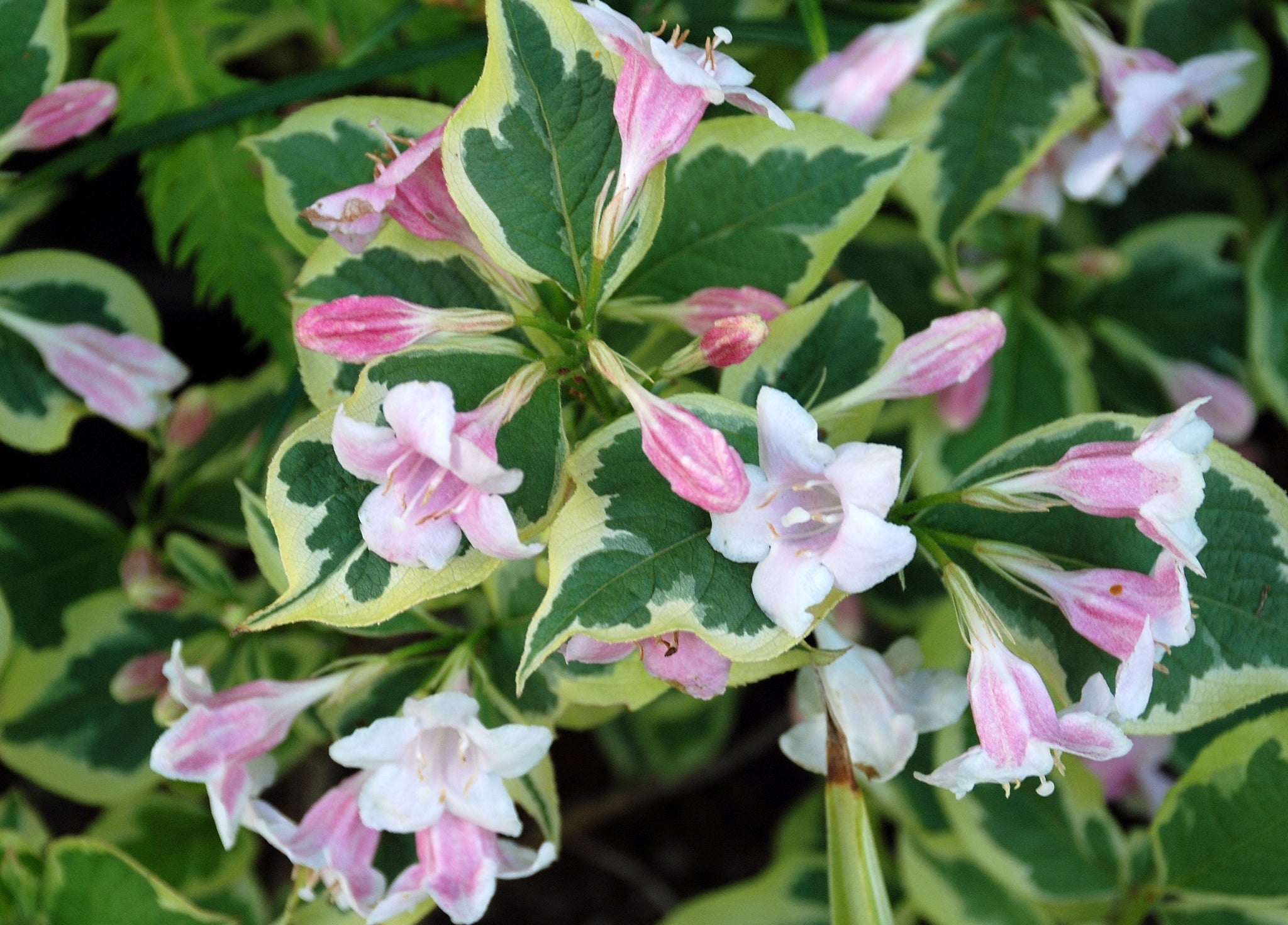 weigela florida variegata Weigela florida 'Variegata' – Nurseries Caroliniana
