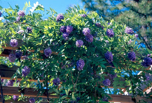 Wisteria frutescens 'Longwood Purple