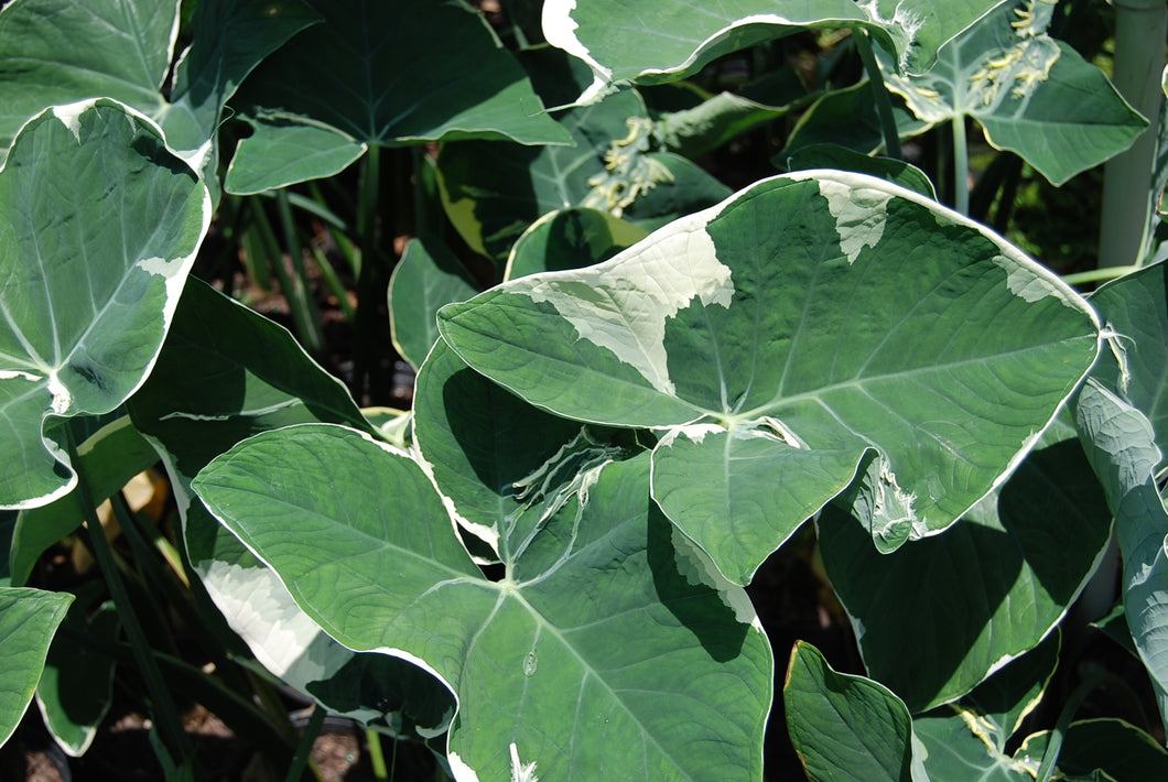mickey mouse taro elephant ear plant Xanthosoma 'Albo-marginata' – Nurseries Caroliniana