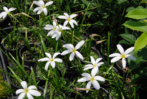 Zephyranthes 'Cookie Cutter Moon'