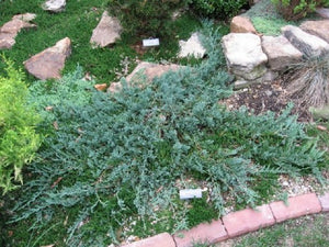 Juniperus horizontalis 'Wiltonii'  aka 'Blue Rug'