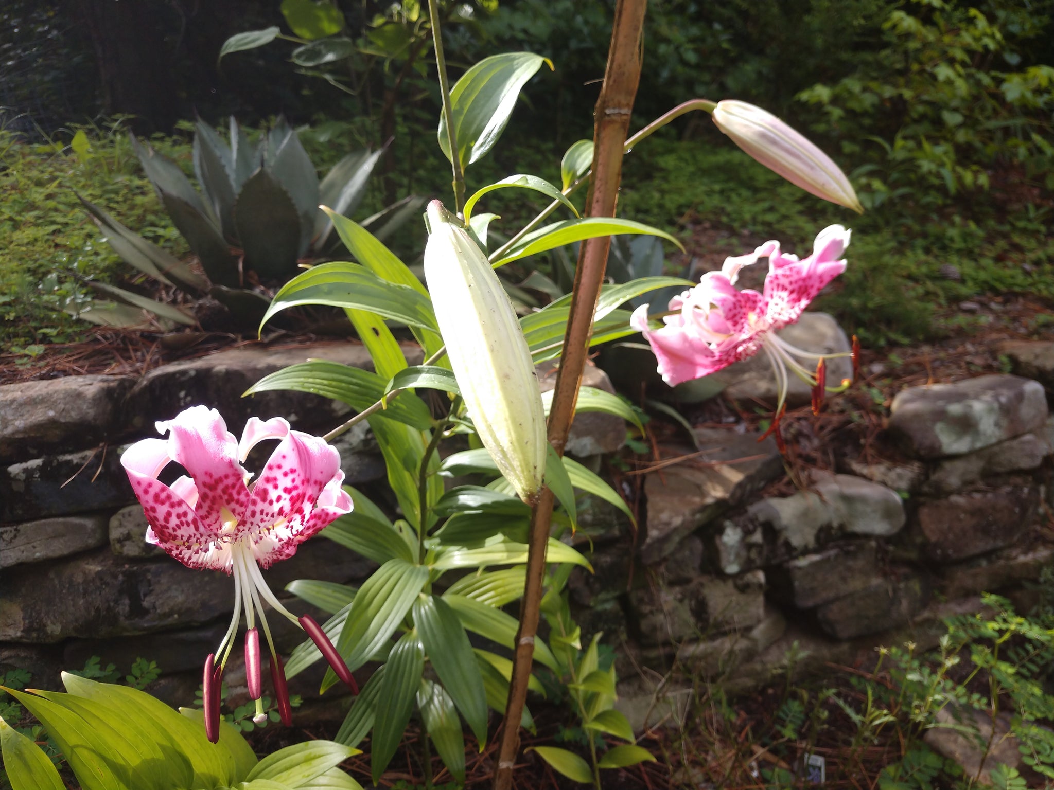 white rubrum lily Lilium speciosum var. rubrum '4th of July' – Nurseries Caroliniana